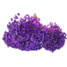 SEMPRE VIVA DESIDRATADO LAVANDA 40CM REF-60949