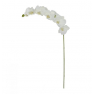H.CRQUIDEA PHALANOPSIS C/COAT MICROP REF-42330008