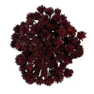 SEMPRE VIVA DESIDRATADO VINHO ESCURO 40CM REF-60805