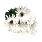BQ GERBERA X9 BRANCO REF-50222-008
