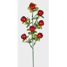 HT FRUTAS MACA REF-49146321