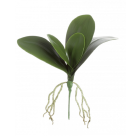 FOLHA ORQUIDEA C/RAIZ VERDE REF-50961004
