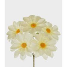 BQ DALIA X5 GD CREME OUTONO REF-29357196