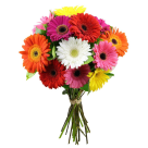 BQ GERBERA GRILLO