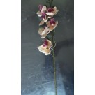 H. ORQUIDEA PHALAENOPSIS REAL TOQUE X7 CREME LAVANDA 53CM REF-32835006