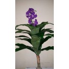A. FLOR X17 BEAUTY 1,1M REF-42727001