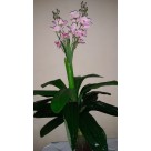 A. FLOR REAL TOQUE X21 ROSA 90CM REF-39262002