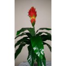 A. BROMELIA REAL TOQUE X18 VERDE 91XM REF-36453001
