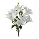 BQ LIRIO X10 CREME REF-51276010