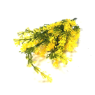 BQ COMPLEMENTO MINI LAVANDAS X5 AMARELO REF-49168005