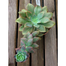 PICK SUCULENTA ECHEVEIRA VERDE REF-50248-004