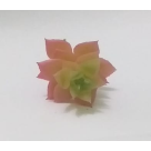 PICK SUCULENTA JADE ROSA REF-50252-018
