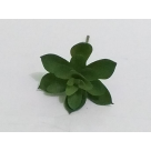 PICK SUCULENTA JADE AZUL REF-50250-001
