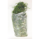 MUSGO VERDE TINGIDO SACO (FLORARTE) REF-48010