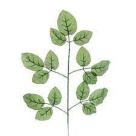 HT FOLHA ROSEIRA VERDE REF-15720-004