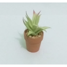 ARRANJO SUCULENTA SORTIDO