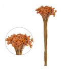 JAZIDA DESIDRATADO LARANJA 40CM REF-60982